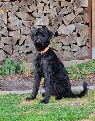 Wo sind die Riesenschnauzer?-Beitrag-Bild