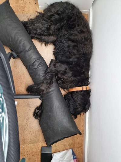 Arbeit und Hund-Beitrag-Bild