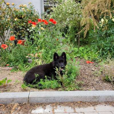 Hundetreffen-Treffen zwecks Sozialisierung (Waldspaziergänge-Bild