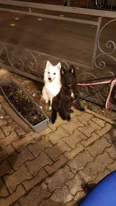 Alles rund um den Schäferhund, diskutieren erwünscht.-Beitrag-Bild