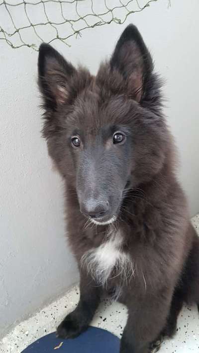 Alles rund um den Schäferhund, diskutieren erwünscht.-Beitrag-Bild