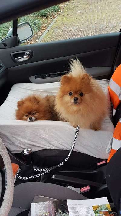 Spitz--Zwergspitz--kleinspitz---mittelspitz----Großspitz--Wolfsspitz-Beitrag-Bild