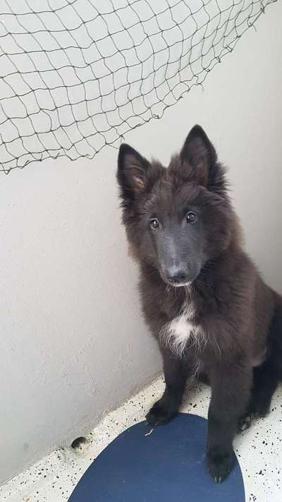 Alles rund um den Schäferhund, diskutieren erwünscht.-Beitrag-Bild