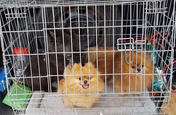 Hunde verbot-Beitrag-Bild