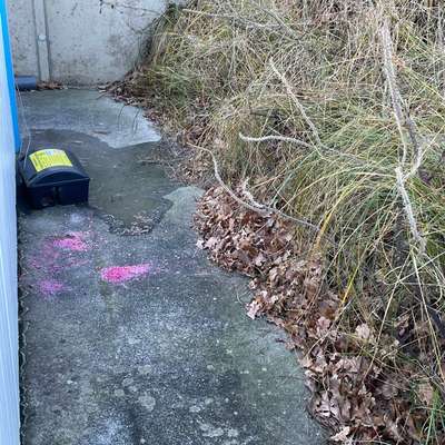 Giftköder-Rattengift-Bild