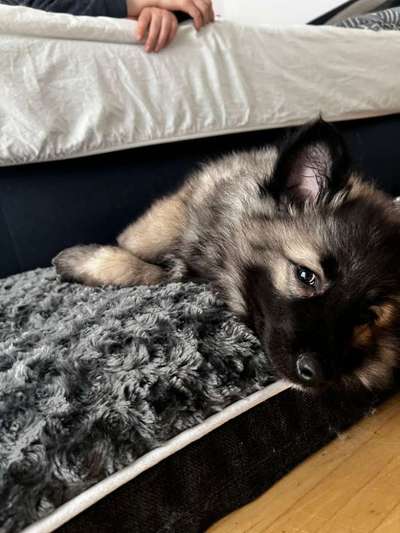 Welpen Bilder !-Beitrag-Bild