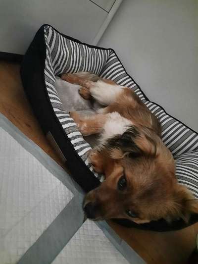 Suche Hundetreff für Ängstlichen Hund-Beitrag-Bild