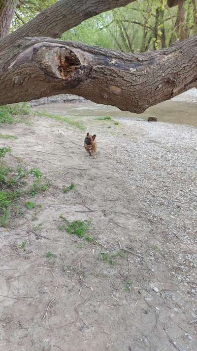 Dogorama-Monats-Challenge-Mai "Wasser"-Beitrag-Bild