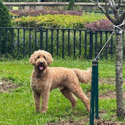 Hundetreffen-New to Vienna. Looking for doggo friends in District 2, 3 and 20-Bild
