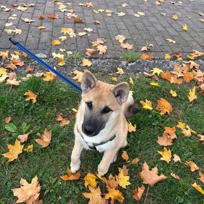 Hundetreffen-Treffen zum gassi gehen-Bild