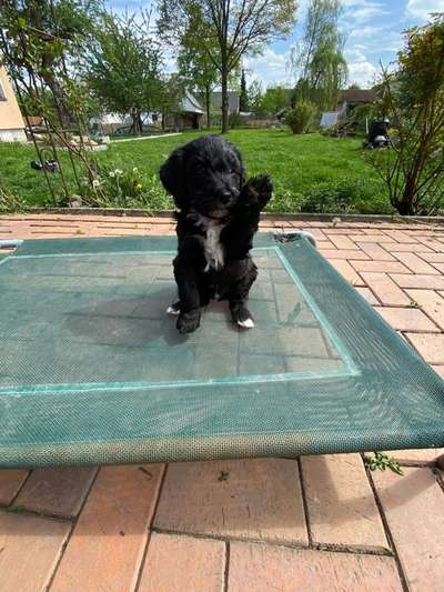 Hundetreffen-Hundetreffen in Elkenroth gesucht-Bild