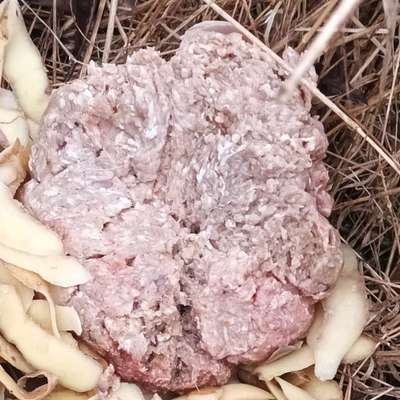 Giftköder-Eventuell Giftköder-Bild