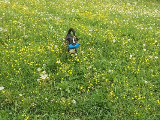 Die Dogorama Monats Challenge "Es grünt und blüht"-Beitrag-Bild