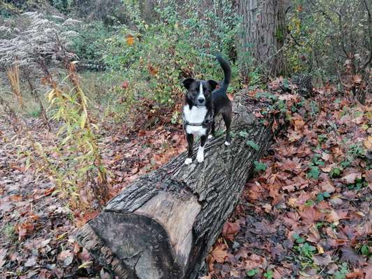 Wo habt ihr eure Hunde her ?-Beitrag-Bild