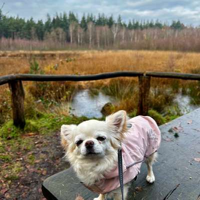 aktuelles Foto Gruppe Chihuahua