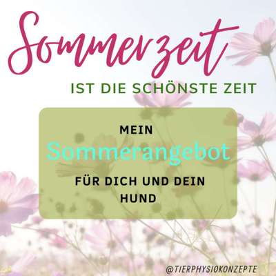 Giftköder-Sommerangebot für dein Hund-Bild