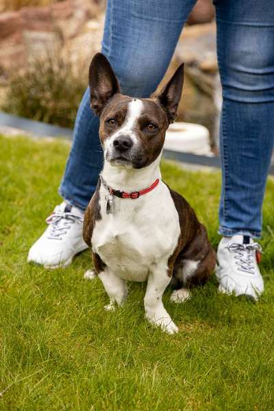 Zeigt her eure Frenchi-Beitrag-Bild