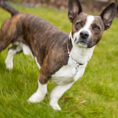 Zeigt her eure Frenchi-Beitrag-Bild