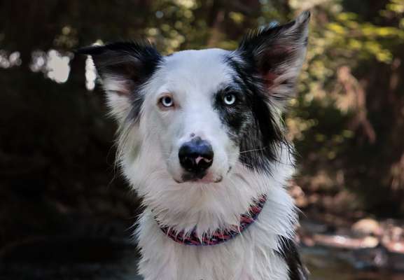 Zeigt mal eure border Collies :)-Beitrag-Bild