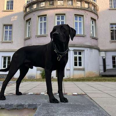 Rhodesian Ridgeback-Beitrag-Bild