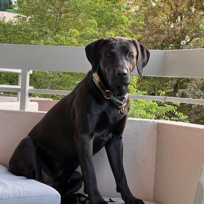 Rhodesian Ridgeback-Beitrag-Bild