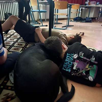 Hundetreffen-Schulbegleithund Otis sucht entspannte Artgenossen für gemeinsame Spaziergänge-Bild