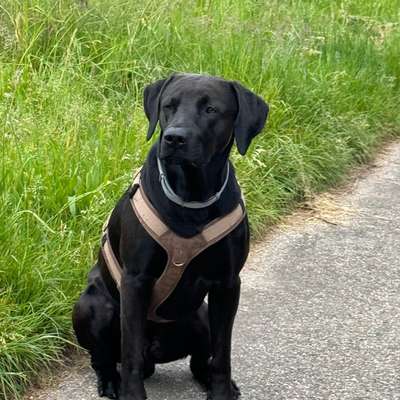 Rhodesian Ridgeback-Beitrag-Bild