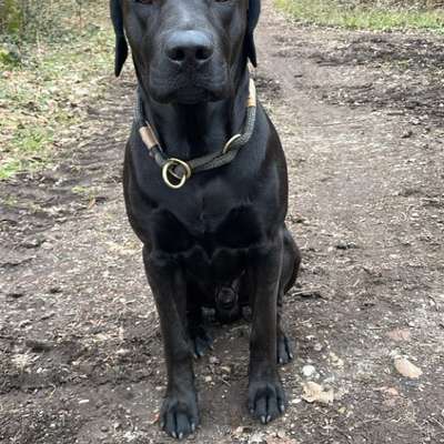 Rhodesian Ridgeback-Beitrag-Bild