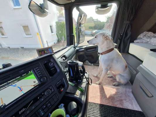 Die Dogorama Wochen Challenge-Beitrag-Bild