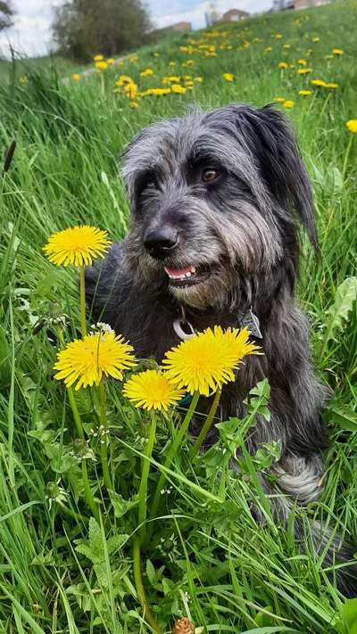 9.Farben-Fotochallenge            Gelb-Beitrag-Bild