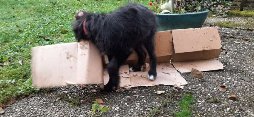 Zeig mir, dass du mit einem hund zusammenlebst....-Beitrag-Bild