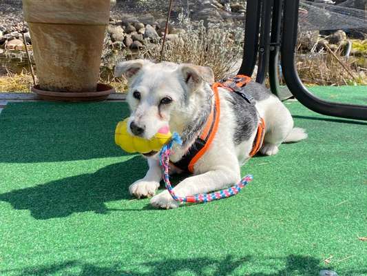 Wo sind die Jack und Parson Russell Terrier?-Beitrag-Bild