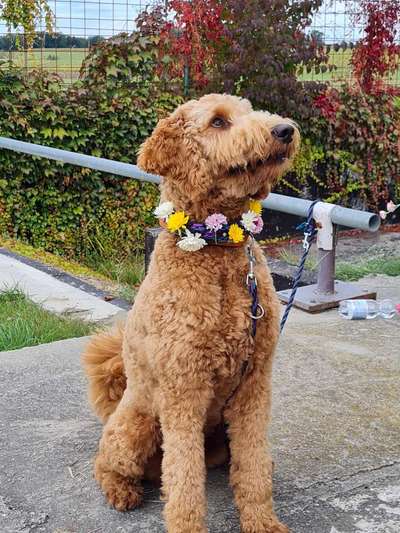 Die Dogorama Kalender Challenge Titelbild-Beitrag-Bild