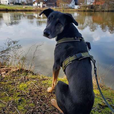 Hundetreffen-Gassi/Spielen/Training-Bild
