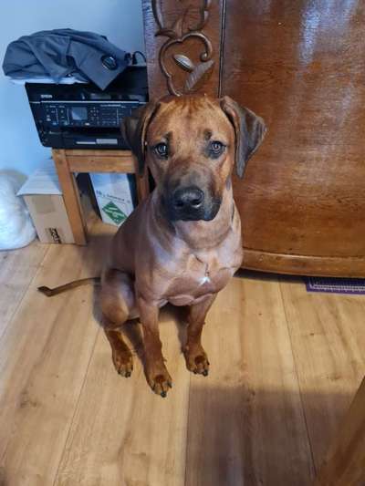 Rhodesian Ridgeback-Beitrag-Bild
