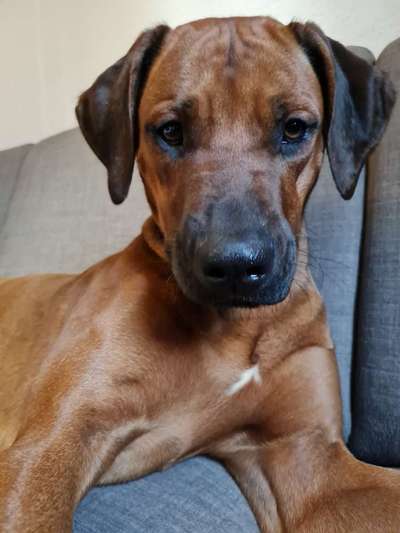 Rhodesian Ridgeback-Beitrag-Bild
