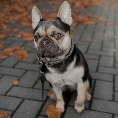 Hundetreffen-Spielfreund gesucht-Bild