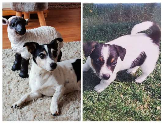 Vom Welpen zum Hund-Beitrag-Bild