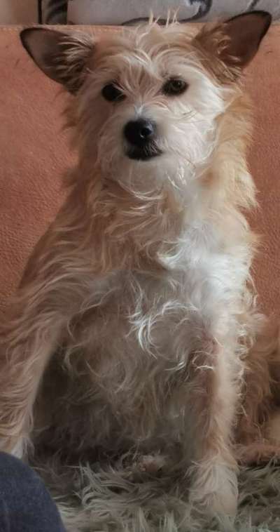 Handy Foto Challange Nr. 46  Happy Dog-Beitrag-Bild