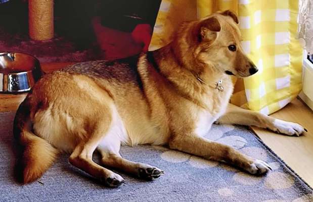 Sibirisch Europäisch Laika-Beitrag-Bild