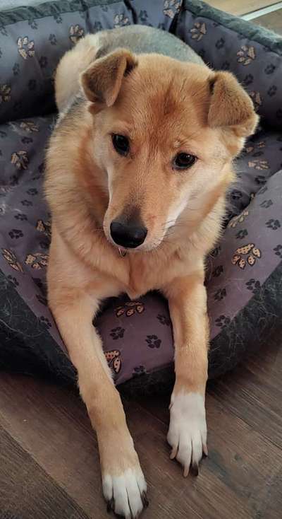 Wolfhunde Besitzer TWH oder SWH hier?-Beitrag-Bild