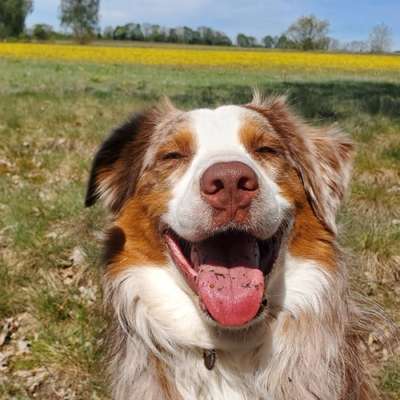 Hundetreffen-Hundekumpel gesucht – Loki freut sich auf neue Freunde! 🐶-Bild