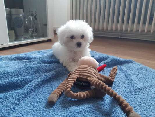 Welpen Bilder !-Beitrag-Bild