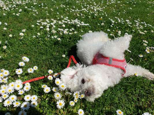 Fotosammlung: ,,Der natürliche Hund" Unbearbeitet, ungestellt und in Natura-Beitrag-Bild