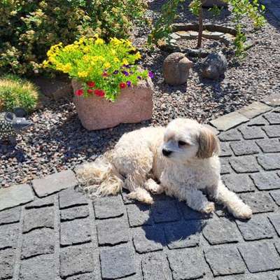 Hundetreffen-Toby sucht kleine "Kumpels"-Bild