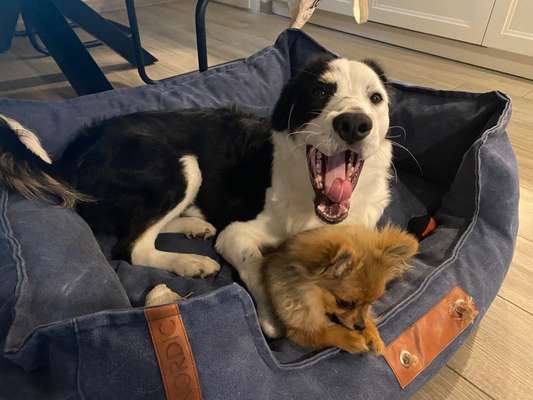 Die Dogorama-Wochen-Challenge "Die schönste Grimasse"-Beitrag-Bild