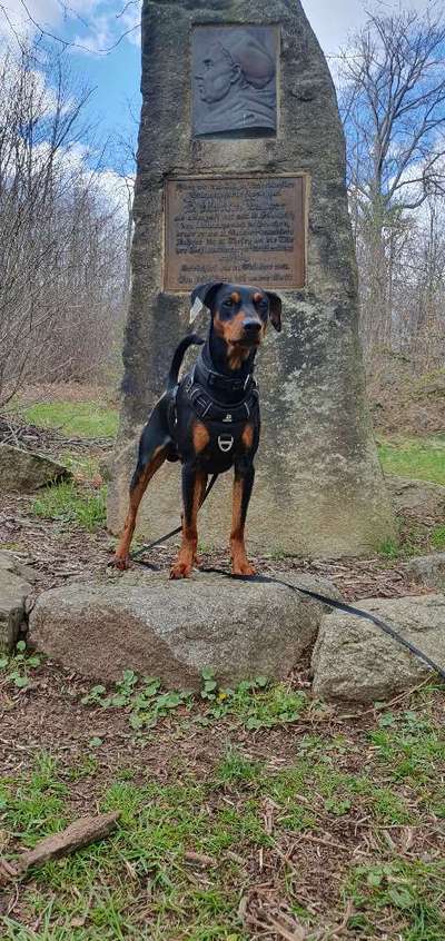 Hundeauslaufgebiet-Himmelpforte und Lutherstein-Bild