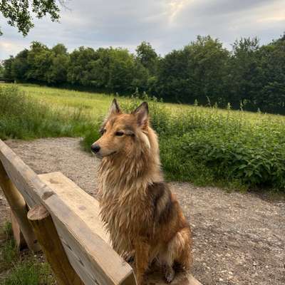 Hundetreffen-Emmi trifft Freunde-Bild