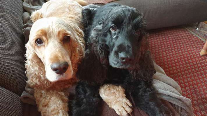 CHALLENGE NR. 19 - Der Hundeblick-Beitrag-Bild