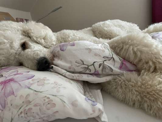 Fotosammlung: ,,Der natürliche Hund" Unbearbeitet, ungestellt und in Natura-Beitrag-Bild